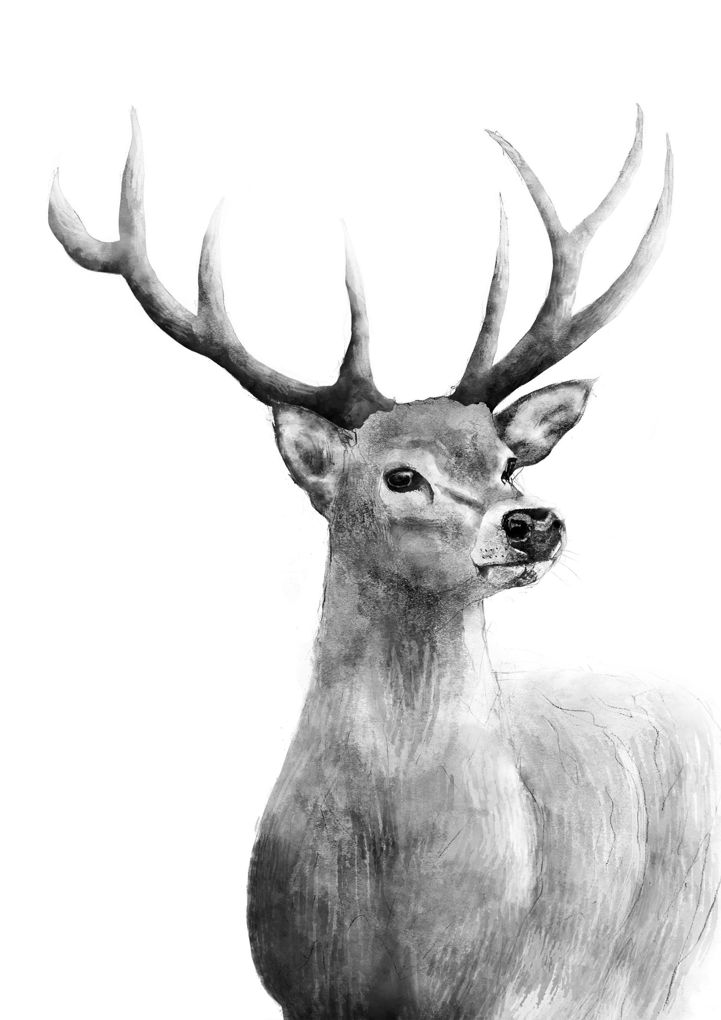stag print